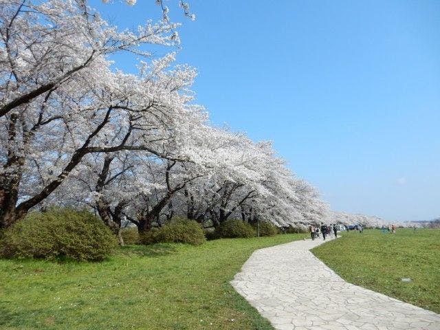 北上展勝地 岩手 北上市 人気お花見スポット 一休 Comレストラン 北上展勝地 岩手 北上市 人気お花見スポット 一休 Comレストラン