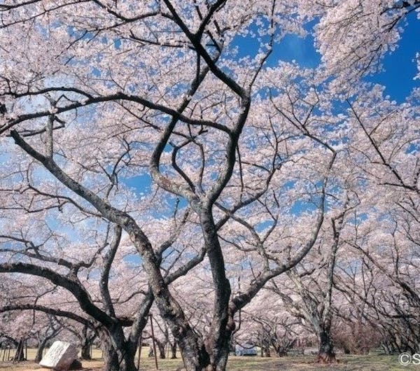 三神峯公園 宮城 仙台 人気お花見スポット 一休 Comレストラン 三神峯公園 宮城 仙台 人気お花見スポット 一休 Comレストラン