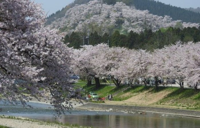 仙北 角館 大曲お花見21 仙北 角館 大曲 情緒あふれる桜景色を満喫 お花見おすすめ人気スポット6選 一休 Comレストラン