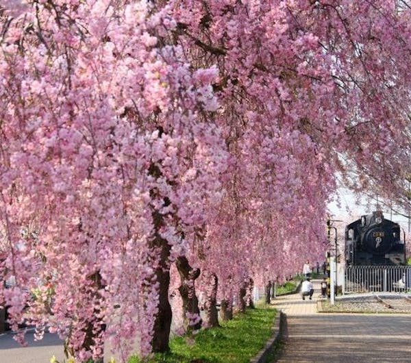 日中線しだれ桜並木 福島 喜多方 人気お花見スポット 一休 Comレストラン 日中線しだれ桜並木 福島 喜多方 人気お花見スポット 一休 Comレストラン