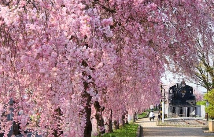 喜多方お花見 喜多方 情緒あふれる桜景色を満喫 お花見おすすめ人気スポット5選 一休 Comレストラン
