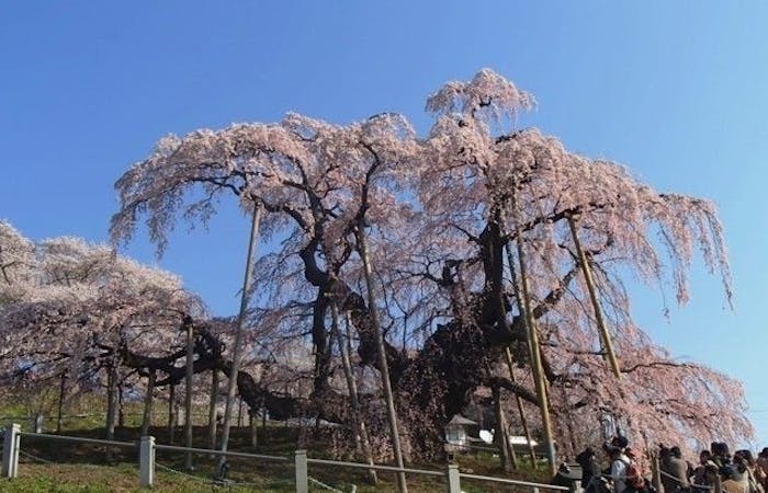 伊達お花見 伊達 情緒あふれる桜景色を満喫 お花見おすすめ人気スポット8選 一休 Comレストラン