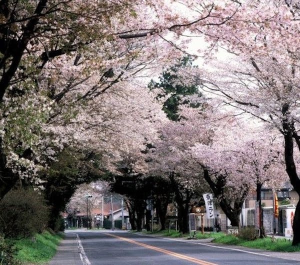 日光街道桜並木 栃木 宇都宮 人気お花見スポット 一休 Comレストラン