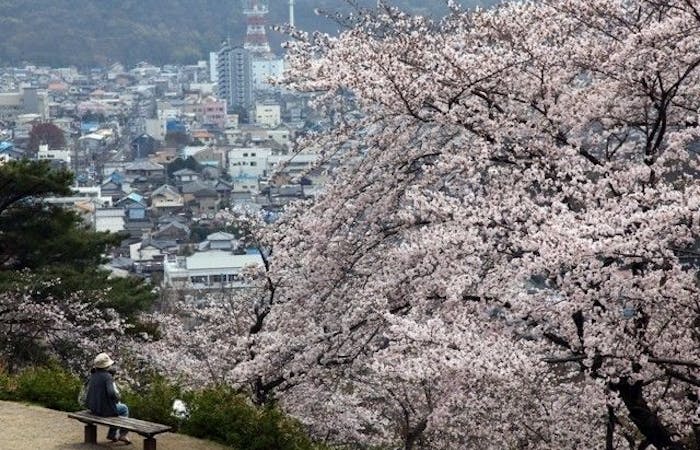 佐野 小山 足利 鹿沼お花見 佐野 小山 足利 鹿沼 情緒あふれる桜景色を満喫 お花見おすすめ人気スポット15選 一休 Comレストラン