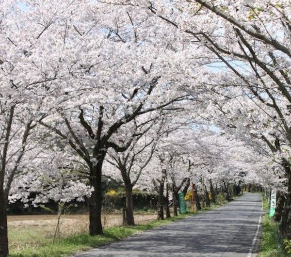 太平山 栃木 佐野 小山 足利 鹿沼 人気お花見スポット 一休 Comレストラン