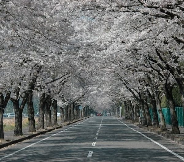 かしの森公園 栃木 馬頭 茂木 益子 真岡 人気お花見スポット 一休 Comレストラン