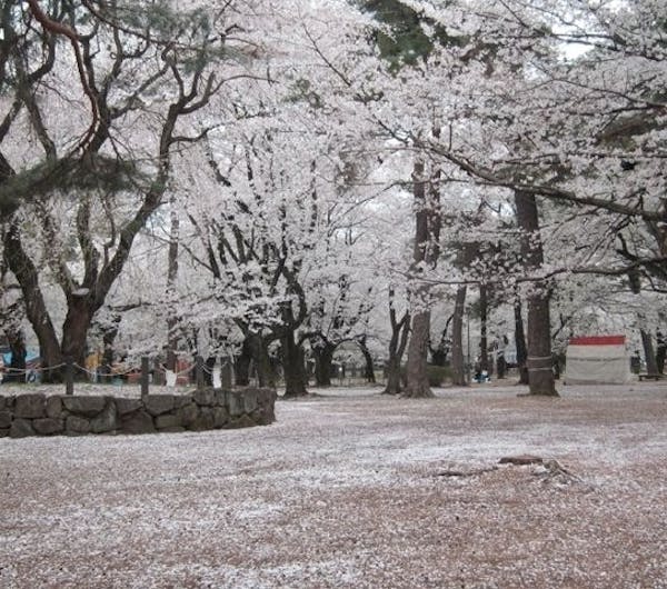 大宮公園 埼玉 さいたま 大宮 人気お花見スポット 一休 Comレストラン 大宮公園 埼玉 さいたま 大宮 人気お花見スポット 一休 Comレストラン