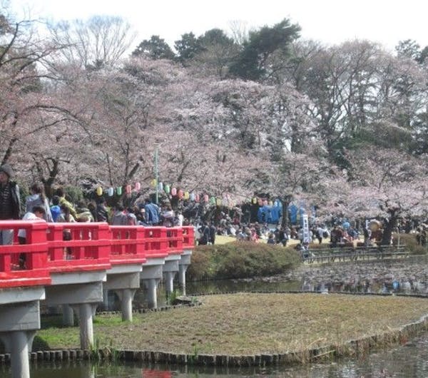 岩槻城址公園 埼玉 さいたま 大宮 人気お花見スポット 一休 Comレストラン 岩槻城址公園 埼玉 さいたま 大宮 人気お花見スポット 一休 Comレストラン