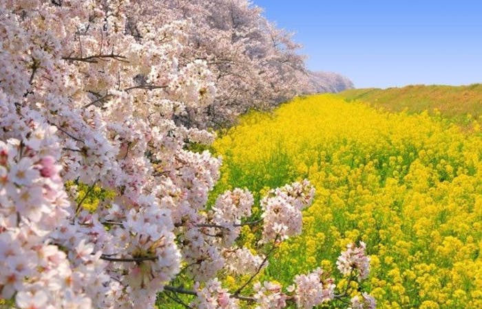 本庄 熊谷 深谷お花見 本庄 熊谷 深谷 情緒あふれる桜景色を満喫 お花見おすすめ人気スポット22選 一休 Comレストラン
