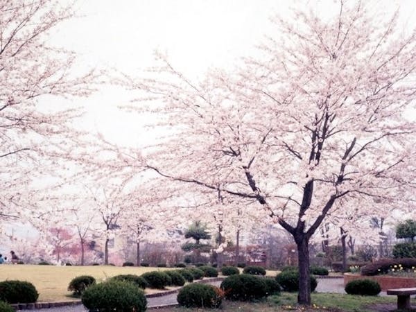 秩父お花見 秩父 情緒あふれる桜景色を満喫 お花見おすすめ人気スポット18選 一休 Comレストラン