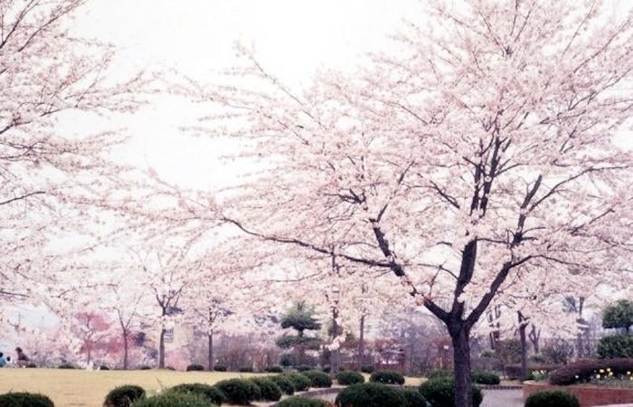 秩父お花見 秩父 情緒あふれる桜景色を満喫 お花見おすすめ人気スポット18選 一休 Comレストラン