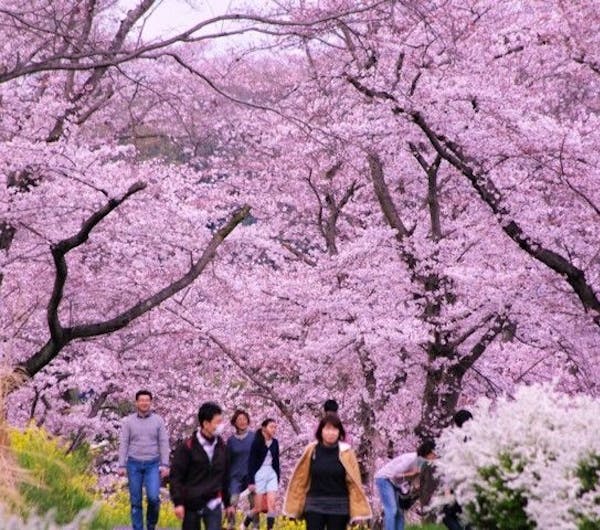 国営武蔵丘陵森林公園 埼玉 飯能 人気お花見スポット 一休 Comレストラン 国営武蔵丘陵森林公園 埼玉 飯能 人気お花見スポット 一休 Comレストラン