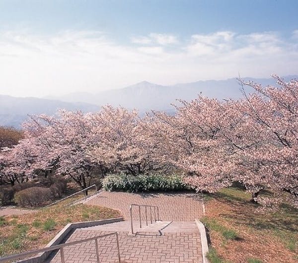 美の山公園 埼玉 秩父 人気お花見スポット 一休 Comレストラン