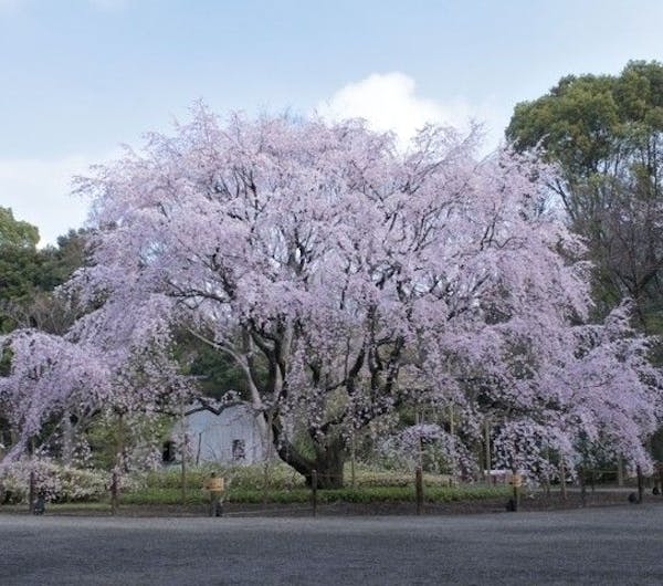 六義園 東京 九段下 後楽園 人気お花見スポット 一休 Comレストラン