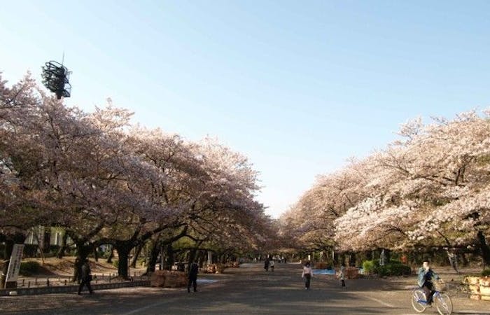 上野お花見 上野 情緒あふれる桜景色を満喫 お花見おすすめ人気スポット30選 一休 Comレストラン