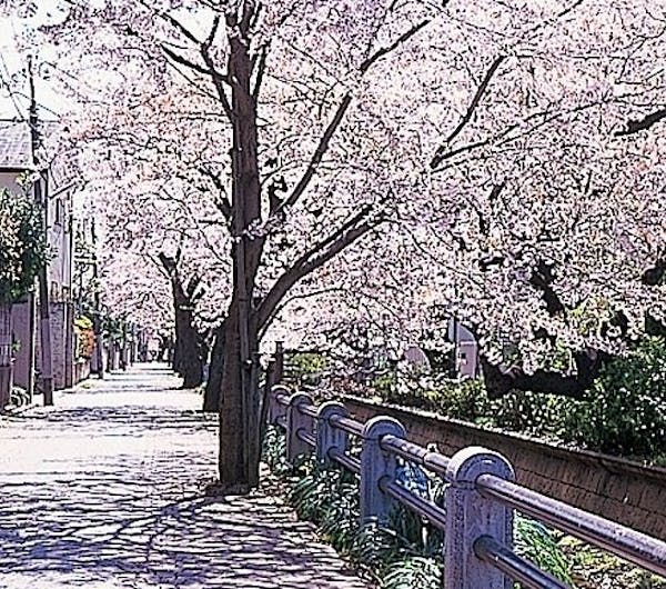呑川緑道 呑川親水公園 東京 二子玉川 人気お花見スポット 一休 Comレストラン