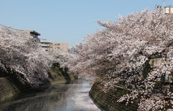 川崎お花見21 川崎 情緒あふれる桜景色を満喫 お花見おすすめ人気スポット30選 一休 Comレストラン 川崎お花見21 川崎 情緒あふれる桜景色を満喫 お花見おすすめ人気スポット30選 一休 Comレストラン