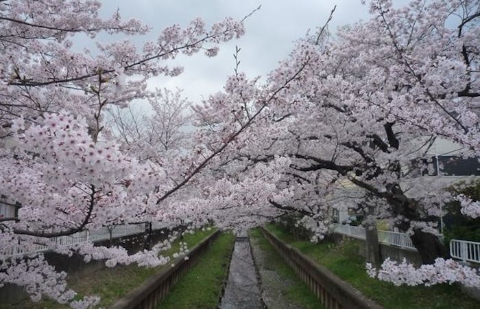 川崎お花見21 川崎 情緒あふれる桜景色を満喫 お花見おすすめ人気スポット30選 一休 Comレストラン 川崎お花見21 川崎 情緒あふれる桜景色を満喫 お花見おすすめ人気スポット30選 一休 Comレストラン