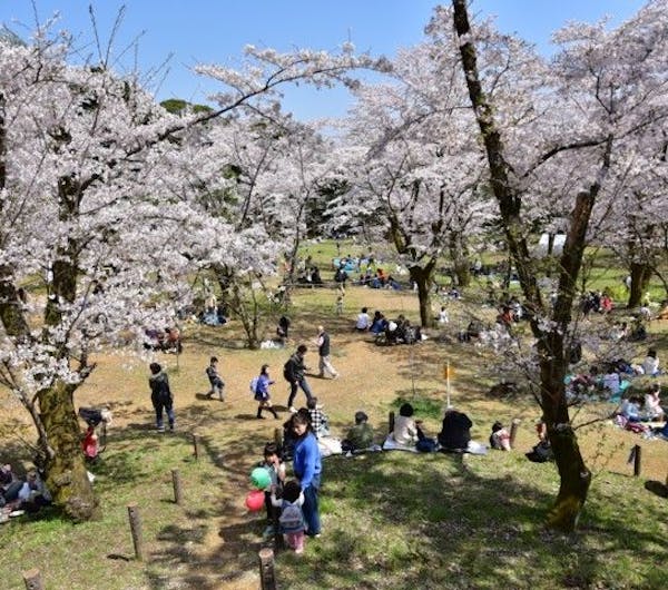 飯山白山森林公園 神奈川 厚木 海老名 人気お花見スポット 一休 Comレストラン 飯山白山森林公園 神奈川 厚木 海老名 人気お花見スポット 一休 Comレストラン