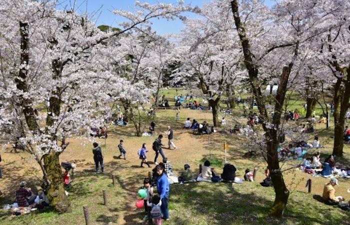 厚木 海老名お花見 厚木 海老名 情緒あふれる桜景色を満喫 お花見おすすめ人気スポット30選 一休 Comレストラン
