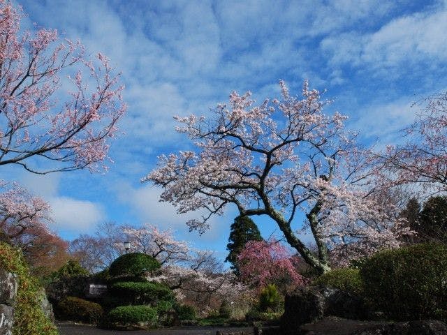 箱根強羅公園 神奈川 箱根 人気お花見スポット 一休 Comレストラン