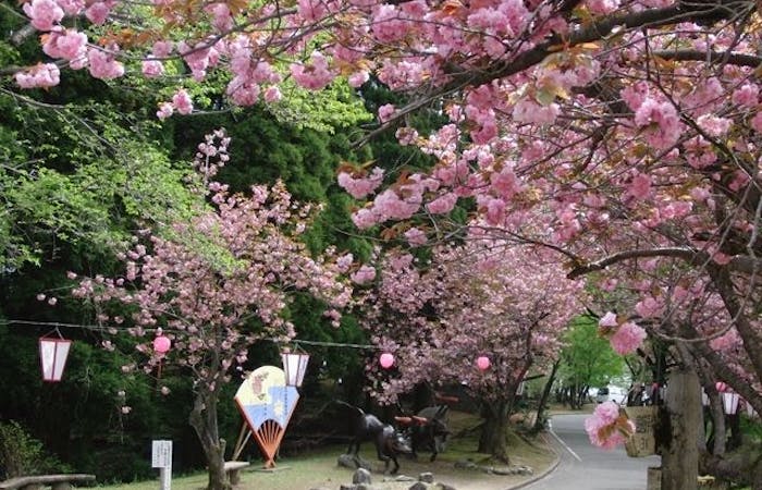 砺波 小矢部お花見21 砺波 小矢部 情緒あふれる桜景色を満喫 お花見おすすめ人気スポット14選 一休 Comレストラン