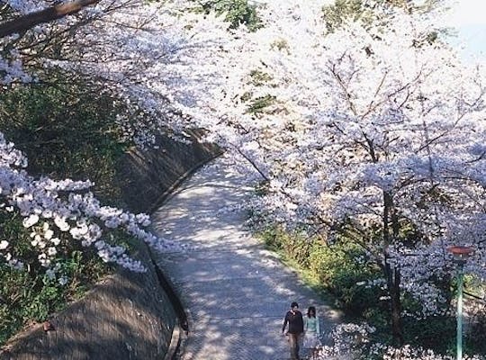 神子の山桜 福井 若狭 人気お花見スポット 一休 Comレストラン