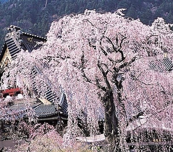 身延山久遠寺 山梨 下部 身延 早川 人気お花見スポット 一休 Comレストラン