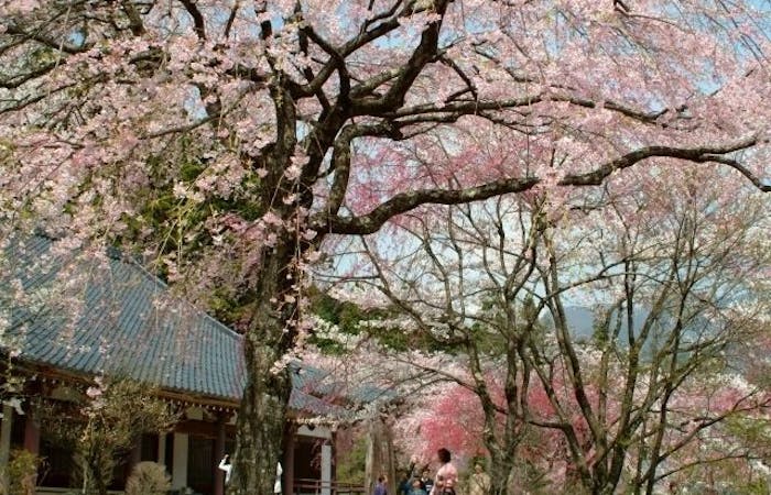 駒ヶ根お花見21 駒ヶ根 情緒あふれる桜景色を満喫 お花見おすすめ人気スポット3選 一休 Comレストラン 駒ヶ根お花見21 駒ヶ根 情緒あふれる桜景色を満喫 お花見おすすめ人気スポット3選 一休 Comレストラン