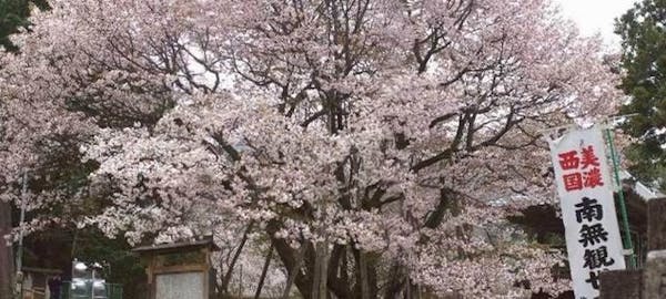 養老お花見 養老 情緒あふれる桜景色を満喫 お花見おすすめ人気スポット19選 一休 Comレストラン 養老お花見 養老 情緒あふれる桜景色を満喫 お花見おすすめ人気スポット19選 一休 Comレストラン