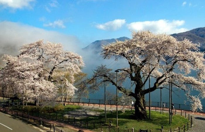 養老お花見 養老 情緒あふれる桜景色を満喫 お花見おすすめ人気スポット19選 一休 Comレストラン 養老お花見 養老 情緒あふれる桜景色を満喫 お花見おすすめ人気スポット19選 一休 Comレストラン