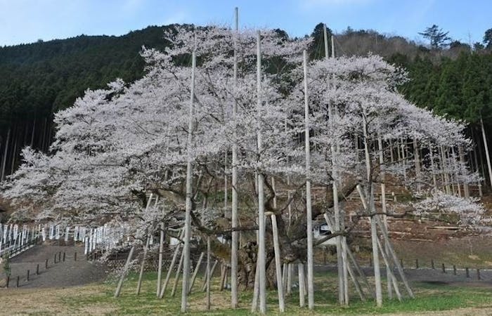 養老お花見 養老 情緒あふれる桜景色を満喫 お花見おすすめ人気スポット19選 一休 Comレストラン 養老お花見 養老 情緒あふれる桜景色を満喫 お花見おすすめ人気スポット19選 一休 Comレストラン