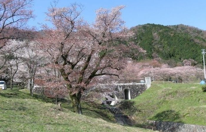 養老お花見 養老 情緒あふれる桜景色を満喫 お花見おすすめ人気スポット19選 一休 Comレストラン 養老お花見 養老 情緒あふれる桜景色を満喫 お花見おすすめ人気スポット19選 一休 Comレストラン