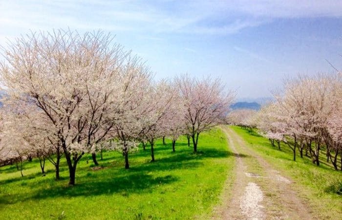 養老お花見 養老 情緒あふれる桜景色を満喫 お花見おすすめ人気スポット19選 一休 Comレストラン 養老お花見 養老 情緒あふれる桜景色を満喫 お花見おすすめ人気スポット19選 一休 Comレストラン