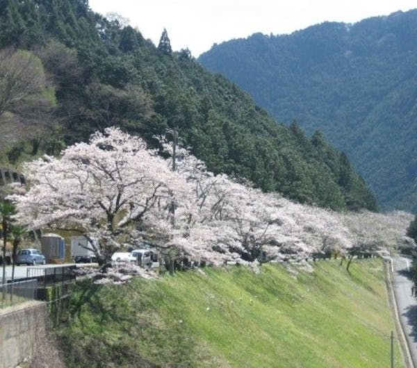 秋葉ダム千本桜 静岡 浜松 人気お花見スポット 一休 Comレストラン