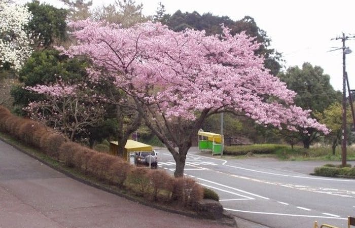 熱海お花見21 熱海 情緒あふれる桜景色を満喫 お花見おすすめ人気スポット13選 一休 Comレストラン 熱海お花見21 熱海 情緒あふれる桜景色を満喫 お花見おすすめ人気スポット13選 一休 Comレストラン