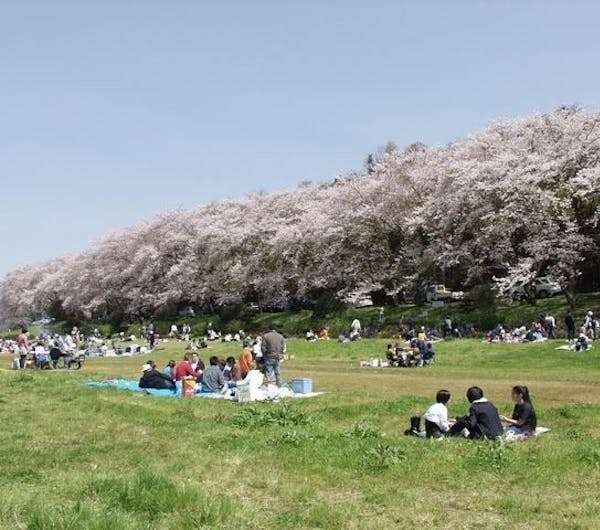 狩野川さくら公園 静岡 中伊豆 人気お花見スポット 一休 Comレストラン 狩野川さくら公園 静岡 中伊豆 人気お花見スポット 一休 Comレストラン