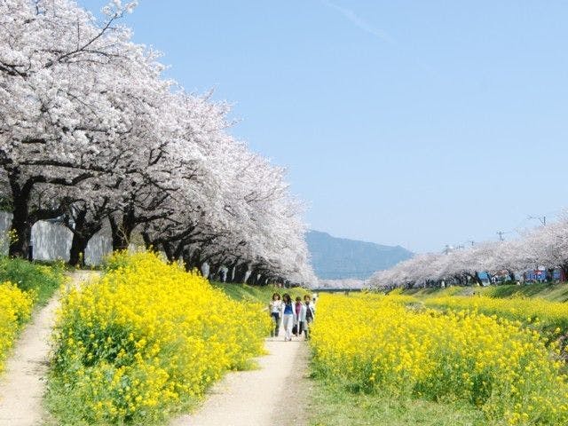 豊橋 豊川 田原お花見 豊橋 豊川 田原 情緒あふれる桜景色を満喫 お花見おすすめ人気スポット9選 一休 Comレストラン