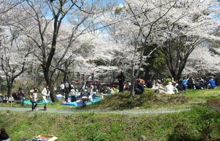 新城お花見 新城 情緒あふれる桜景色を満喫 お花見おすすめ人気スポット9選 一休 Comレストラン