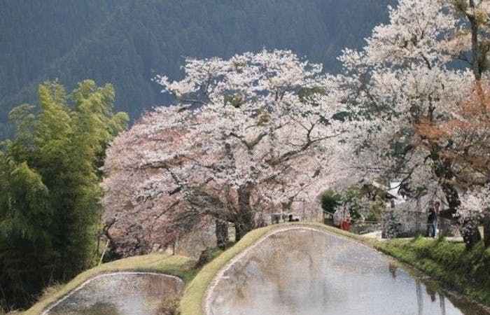 養老お花見 養老 情緒あふれる桜景色を満喫 お花見おすすめ人気スポット19選 一休 Comレストラン 養老お花見 養老 情緒あふれる桜景色を満喫 お花見おすすめ人気スポット19選 一休 Comレストラン