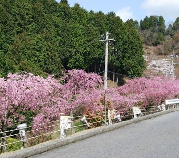 延暦寺 比叡山ドライブウェイ 奥比叡ドライブウェイ 滋賀 大津 人気お花見スポット 一休 Comレストラン