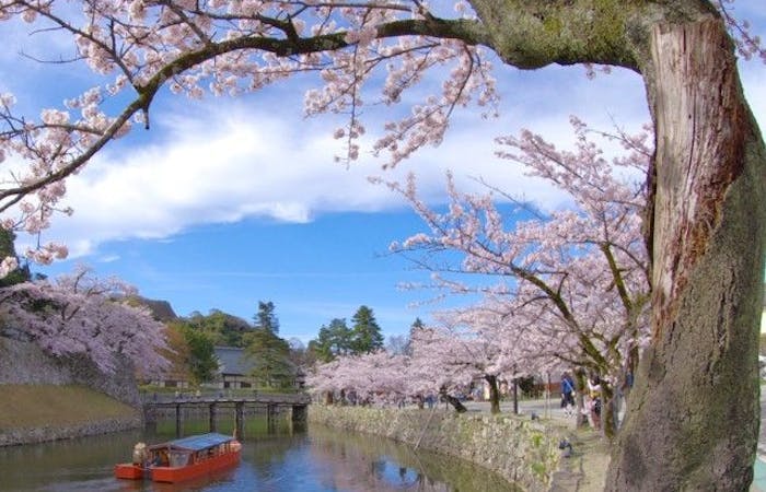 彦根お花見21 彦根 情緒あふれる桜景色を満喫 お花見おすすめ人気スポット15選 一休 Comレストラン