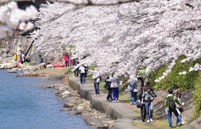 高島お花見 高島 情緒あふれる桜景色を満喫 お花見おすすめ人気スポット17選 一休 Comレストラン