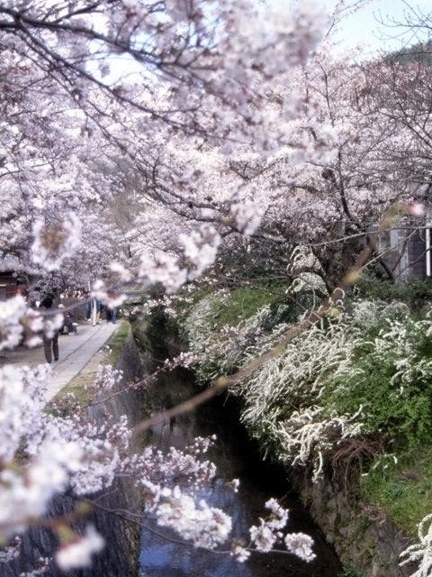 哲学の道 | 京都 東山 人気お花見スポット - [一休.comレストラン]