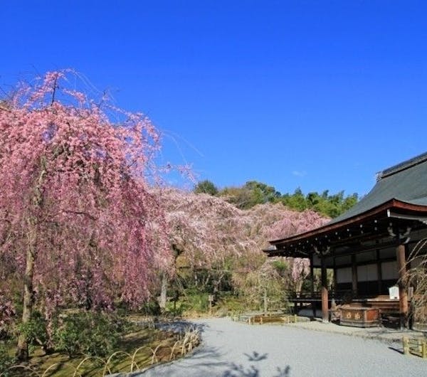 天龍寺 京都 嵐山 人気お花見スポット 一休 Comレストラン