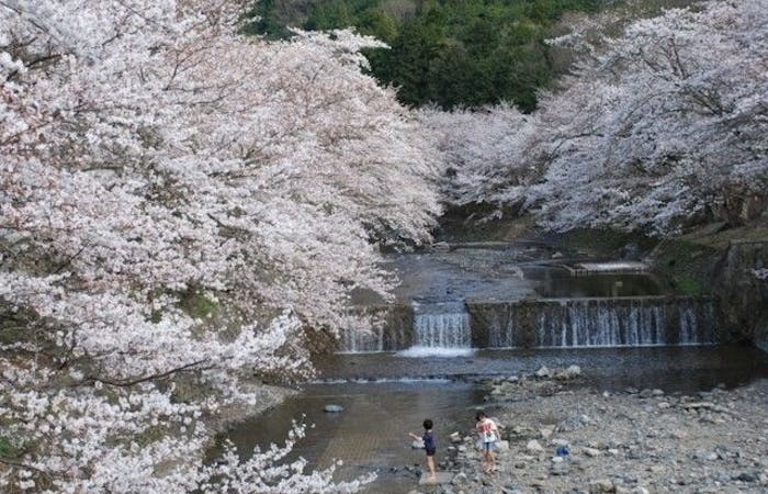 宇治お花見21 宇治 情緒あふれる桜景色を満喫 お花見おすすめ人気スポット30選 一休 Comレストラン 宇治お花見21 宇治 情緒あふれる桜景色を満喫 お花見おすすめ人気スポット30選 一休 Comレストラン