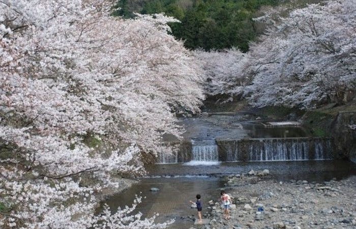 宇治お花見21 宇治 情緒あふれる桜景色を満喫 お花見おすすめ人気スポット30選 一休 Comレストラン