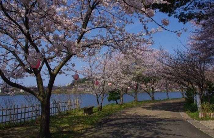 宇治お花見21 宇治 情緒あふれる桜景色を満喫 お花見おすすめ人気スポット30選 一休 Comレストラン 宇治お花見21 宇治 情緒あふれる桜景色を満喫 お花見おすすめ人気スポット30選 一休 Comレストラン