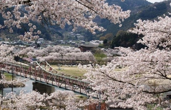 宇治お花見21 宇治 情緒あふれる桜景色を満喫 お花見おすすめ人気スポット30選 一休 Comレストラン