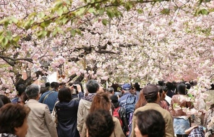 天神橋お花見21 天神橋 情緒あふれる桜景色を満喫 お花見おすすめ人気スポット30選 一休 Comレストラン